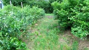 Как ухаживать за голубикой летом Практические советы