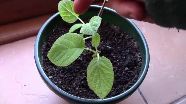 Растение киви оживает! Киви дало новые ростки!