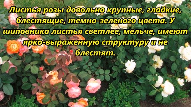 Как отличить побег шиповника от розы смотреть онлайн