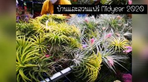 Cat with Plants Ep. 1 พาชมบ้านและสวนแฟร์Midyear2020