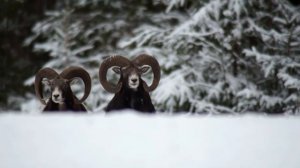 Муфлон. Зима. Mouflon. Winter.