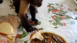 Пробуем бабушкин грибной суп.