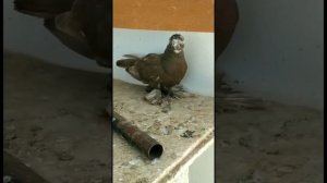СУПЕР КОЛЛЕКЦИЯ РАЗНЫХ МАСТЕЙ. Узбекские двухчубые голуби
