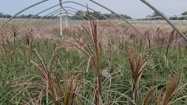 Miscanthus 'Oktoberfest' (Maiden Grass) / Easy to Grow Ornamental Grass with Amazing Fall Foliage смотреть онлайн