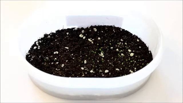 Выращивание фиалок из семян.  Часть 2: Первые всходы