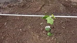 Посадка саженца винограда с контейнера.