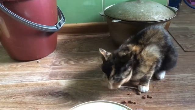 Как дела? Нормально Разговорчивая кошка. смотреть онлайн