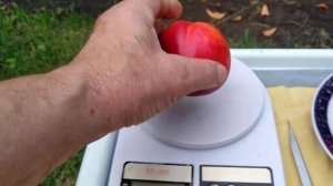 НЕКТАРИН РУБИНОВЫЙ 7. Конвеер продолжается.