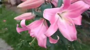 Лилии 2022. Лилии ОТ гибриды.