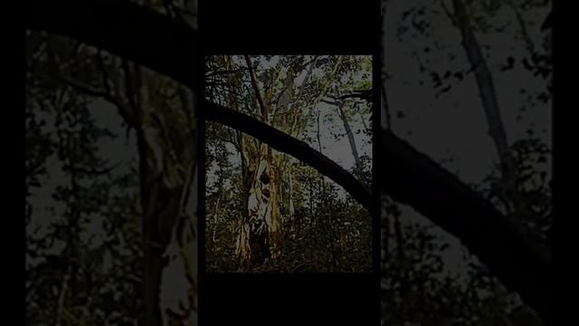 Звук природы ночью для расслабления и отдыха