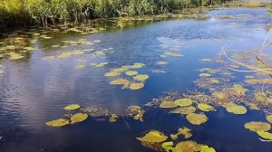 Рыбалка с рогаткой. Охота с рогаткой.