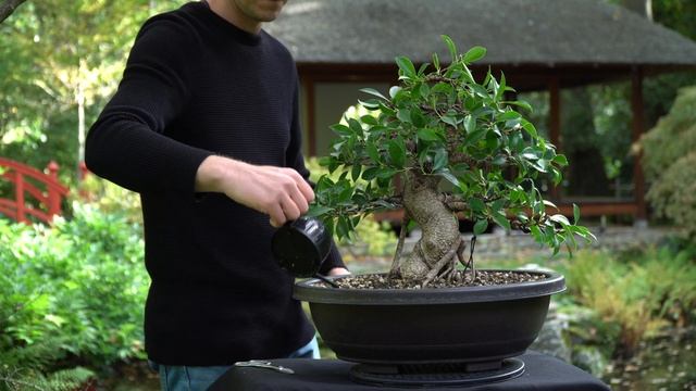 Revive a Dying Bonsai смотреть онлайн