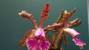 Cattleya schilleriana