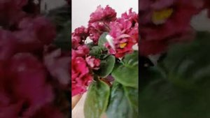 Фиалка стандартная ЛЕ - Маджента. Обзор.
