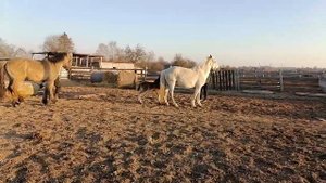 пробная случка с молодым жеребчиком.