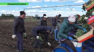 В агрофирме «Нармонка» приступили к посадке рассады капусты в открытый грунт