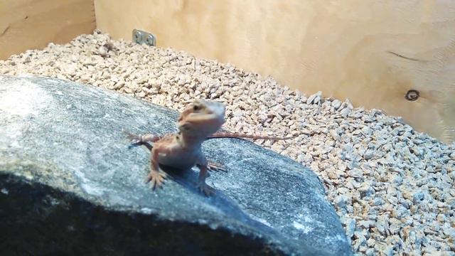 Бородатая агама Луна смотреть онлайн