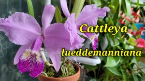 Cattleya lueddemanniana. Описание и уход.