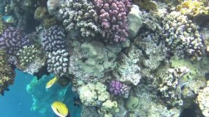 Красное море, Египет, Шарм-эль-Шейх