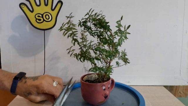 Мирт мелколистный в кружке веселый человечек, Бонсай стиль порыв ветра смотреть онлайн