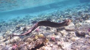 Гигантская Мурена. Gymnothorax javanicus.ПЛОВЧИХА! Gigantische Muräne .DSCF5577