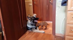 Птички Тари