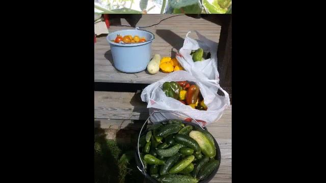 Огурцы на теплой грядке! смотреть онлайн