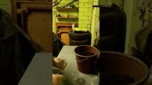 Крыжовник. Укоренение черенков крыжовника.