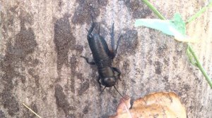 Сверчок полевой. ( Gryllus campestris )