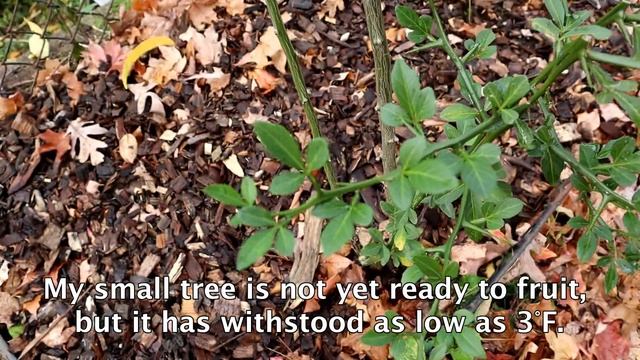 Cold Hardy Citrus in New York - Trifoliate Orange (Poncirus Trifoliata) смотреть онлайн