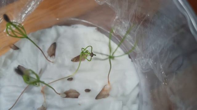 Комнатные цветы в марте.  Выращиваю Елку на подоконнике