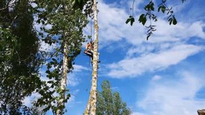 Спрашивают почему пилим деревья без вышки