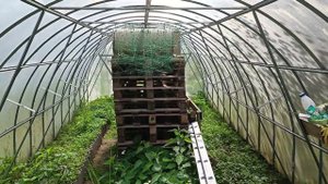 Дача. Краткий обзор парника после зимы. Сад и огород. Часть 1.