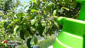 ОТ ЭТОЙ ПОДКОРМКИ ЯБЛОНИ БУДУТ ЛОМИТЬСЯ ОТ УРОЖАЯ