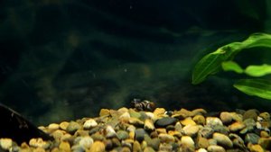 Улитка Хелена против катушек!