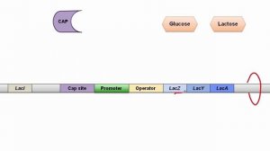 Lac Operon.mp4