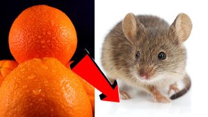 Как избавиться от мышей за 3 минуты!!!___.mp4