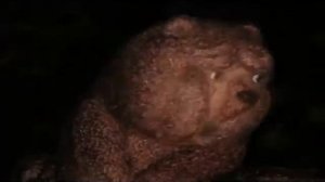 Катарсис. Ежик в тумане.