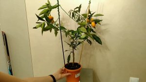 Кумкват Маргарита. Новый житель моей квартиры.