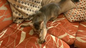 Питомник сомалийских кошек Silvaliya: Багратион