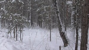 НАСТРОЙ ОТ ОНКОЛОГИИ ДЛЯ ИМЕНИ АЛЕКСАНДР