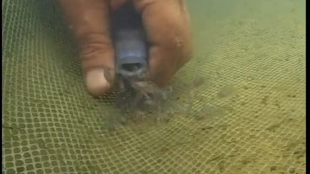 Как содержать и разводить в домашних условиях африканскую цихлиду фронтоза (Cyphotilapia frontosa) смотреть онлайн