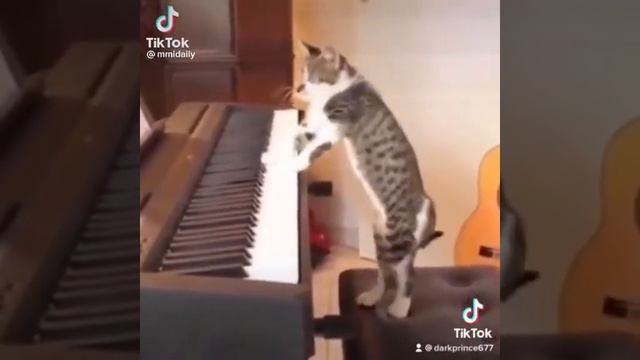 \\Piano Cats\\ смотреть онлайн