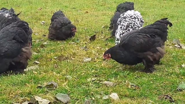 куры Кохинхин черный VS Кохинхин мраморный смотреть онлайн