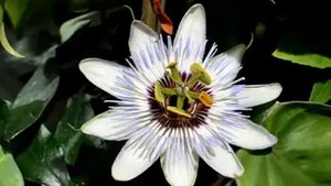 Пассифлора голубая опыт выращивания на огороде