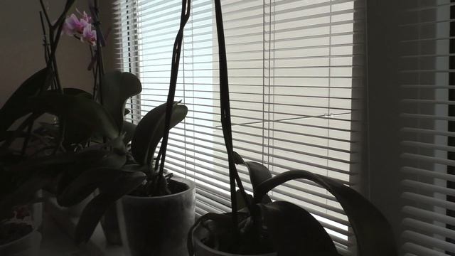 Орхидеи! Путь к красоте! Ч.3. | Мучнистый червец атаковал мою коллекцию? | Немного о подсветке. смотреть онлайн