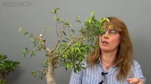 Бонсай из взрослого фикуса Бенджамина (ч.5).
