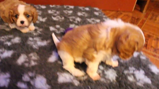 кавалерчики - мальчишки 12.06.2019г.р. смотреть онлайн