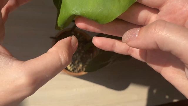 Пересаживаем Монстеру дома // Replanting Monstera // Монстера на подоконнике смотреть онлайн