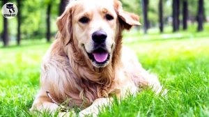 ✔ Золотистый ретривер -  порода, лишенная агрессии. Это самая дружелюбная собака